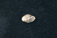 藏品(大燄筆螺)的圖片